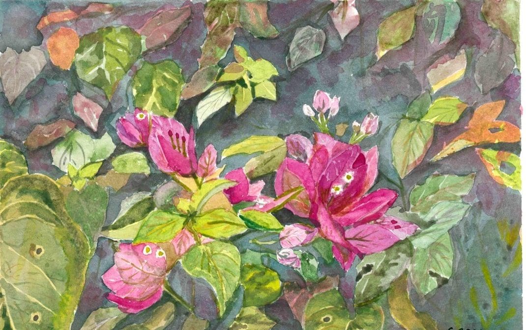 Bougenvillea - water colours