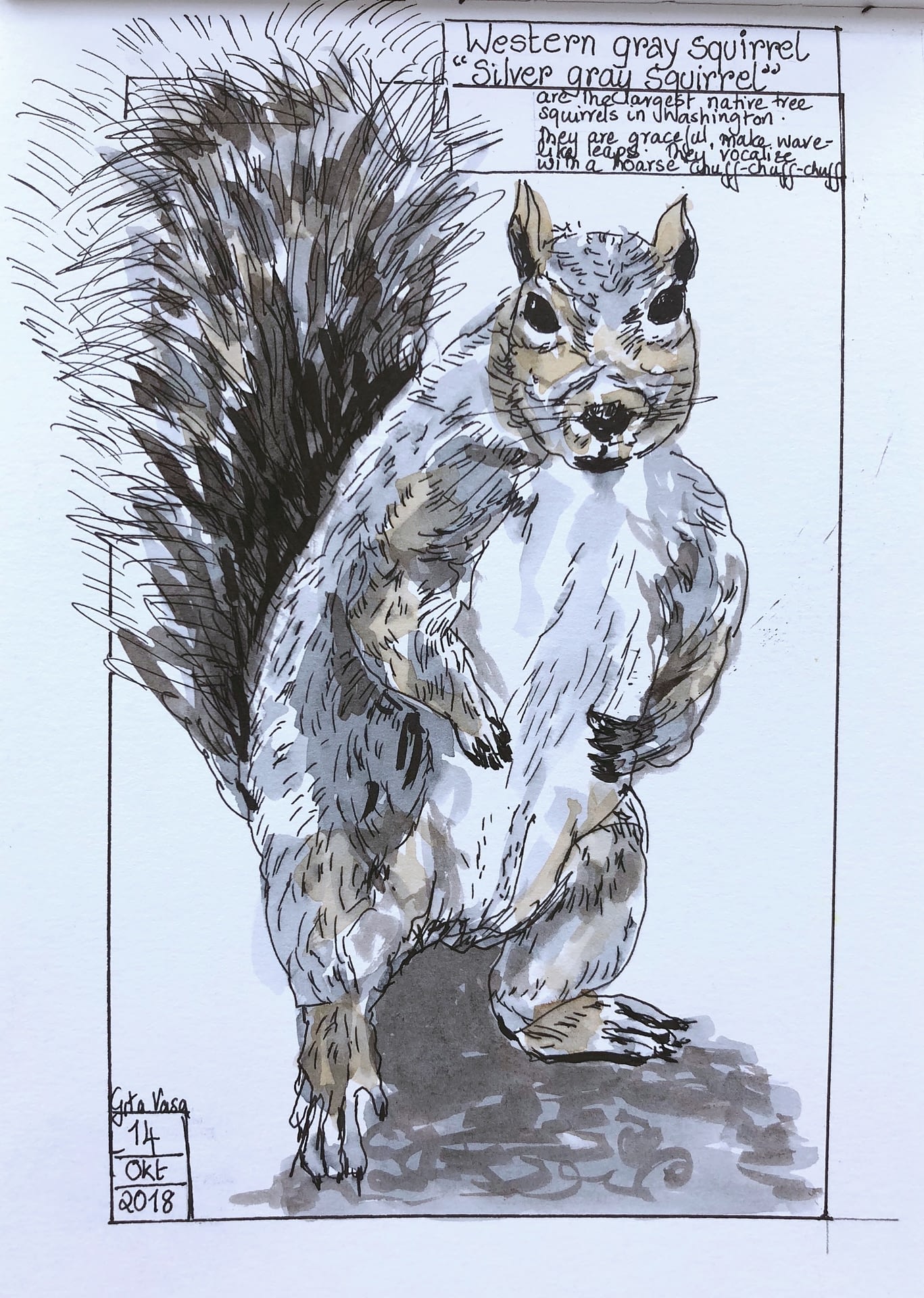 squirril in Washington - pen and ink wash