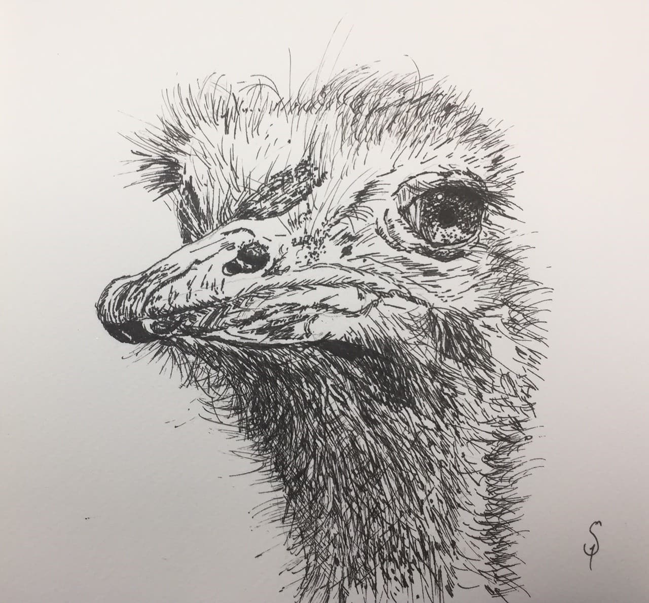 Ostrich - pen and ink